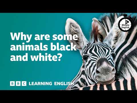 Why are some animals black and white? ⏲️ 6 Minute English