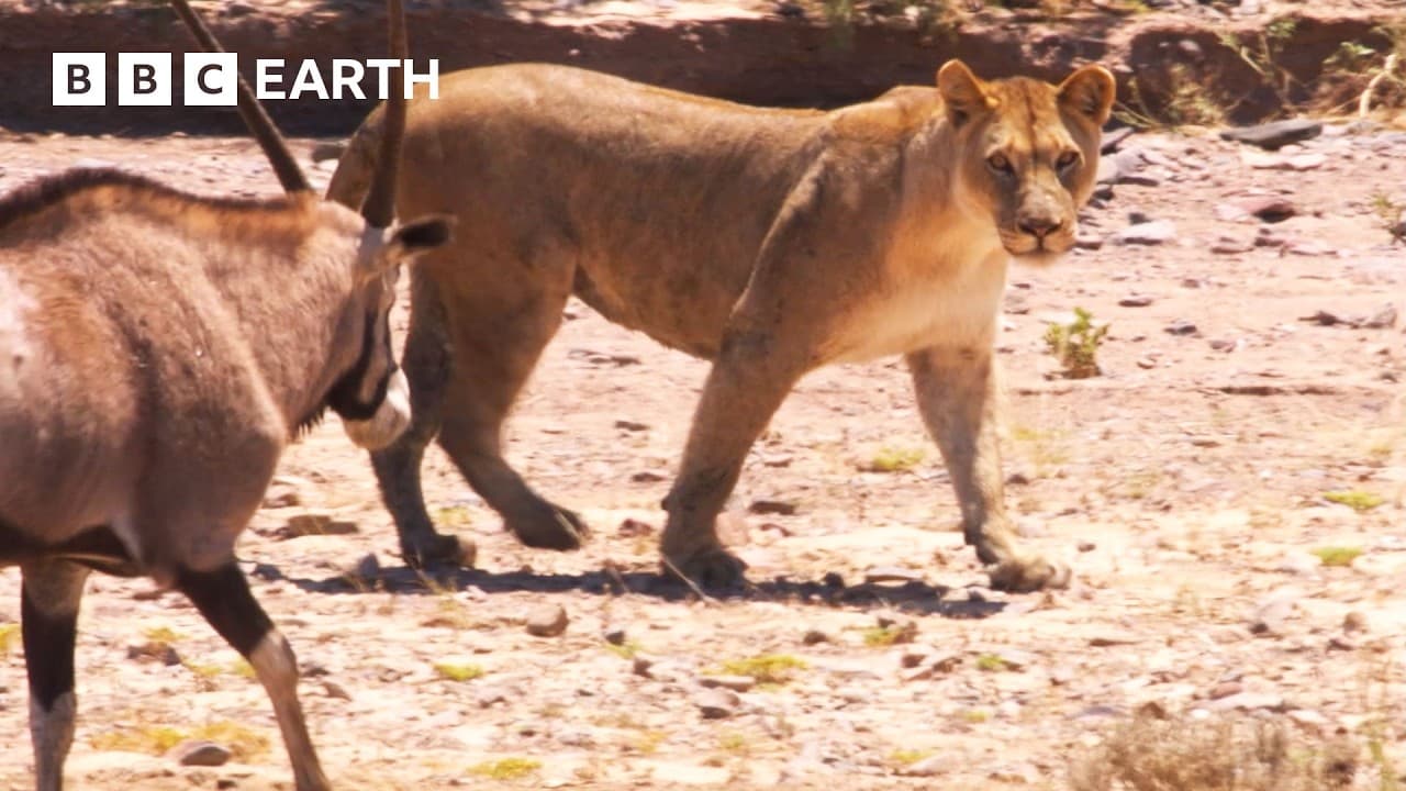 Nature's Deadliest Animal Showdowns | 1 Hour | BBC Earth